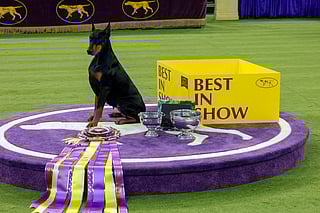 Penny, a Doberman Pinscher, poses in the podium after winning "Best in Show" during the 150th Annual Westminster Kennel Club Dog Show at Madison Square Garden in New York on February 3, 2026.