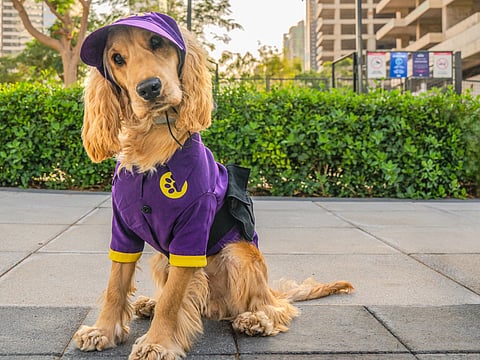 Chase is a one-year-old English Cocker Spaniel with a big personality.