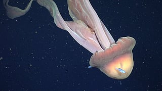 Juvenile fish (Centrolophus sp.) swim around the bell of a Stygiomedusa gigantea, commonly known as the giant phantom jelly, which ROV pilots filmed at 250 meters.