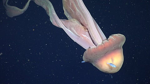 Juvenile fish (Centrolophus sp.) swim around the bell of a Stygiomedusa gigantea, commonly known as the giant phantom jelly, which ROV pilots filmed at 250 meters.