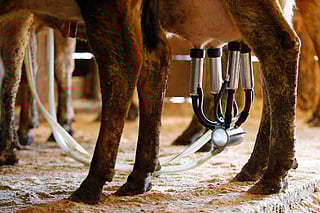 A dairy cow is milked at a farm in Newcastle, Maine. File photo taken on March 31, 2015.