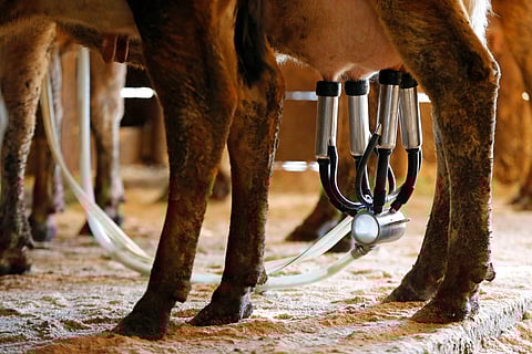 A dairy cow is milked at a farm in Newcastle, Maine. File photo taken on March 31, 2015.