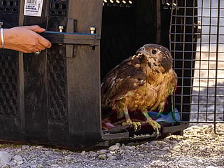 The Oriental Honey Buzzard (Pernis ptilorhynchus) is a migratory bird that passes through the UAE during seasonal migrations.