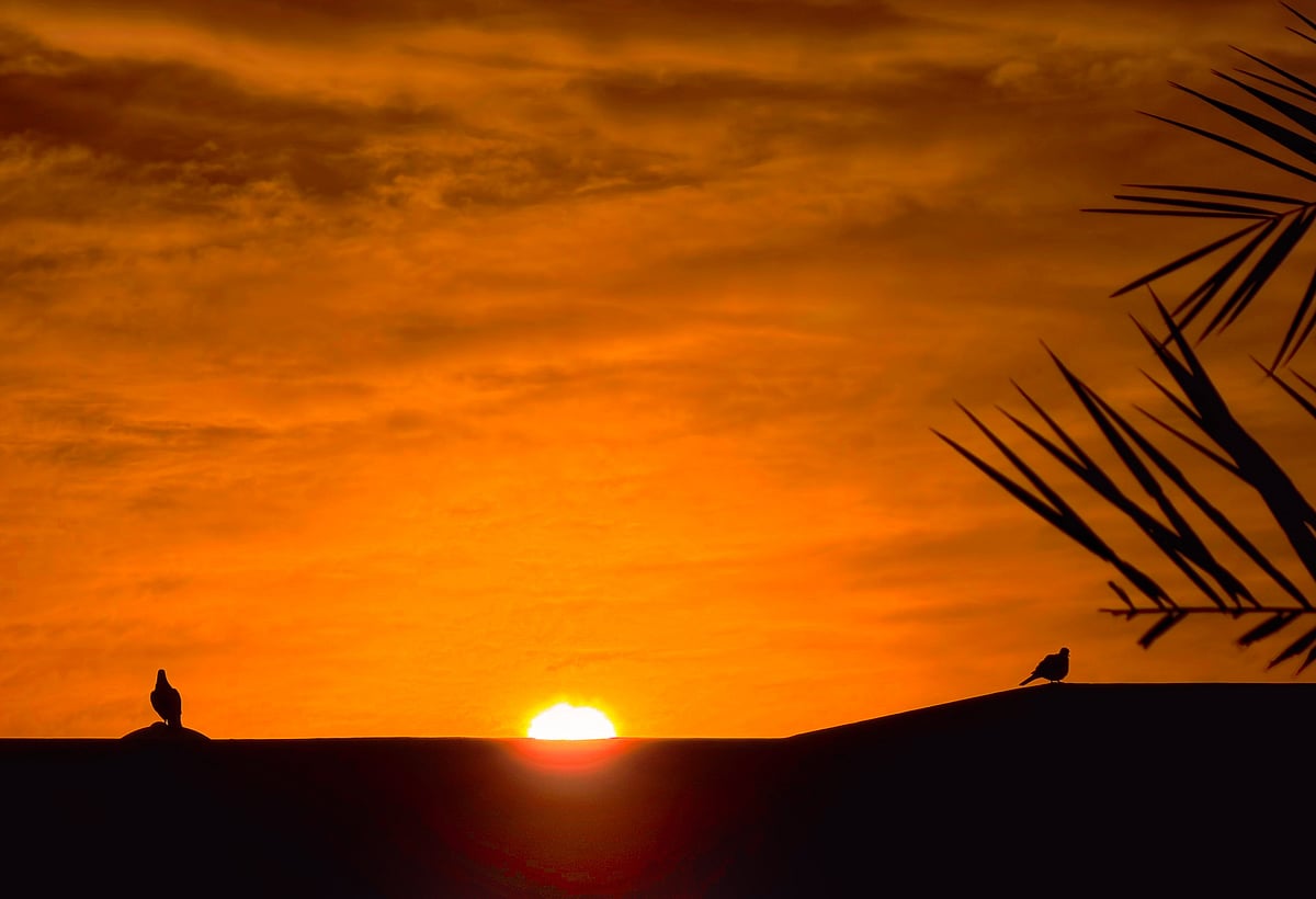 Dr Naveen Aggarwal enjoys a sunrise filled with birds in Dubailand.
