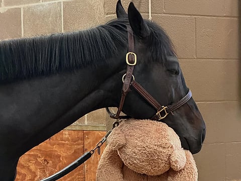 Godolphin racehorse Montador finds comfort in emotional support teddy bear