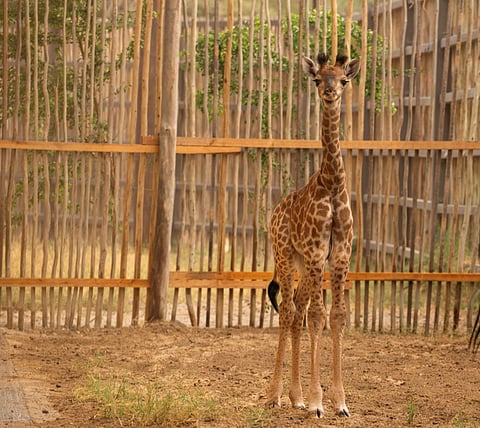 Dubai Safari Park welcomes newborn baby giraffe Zuri