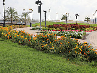 Dibba Al-Hisn blooms with nearly 230,000 new flowers