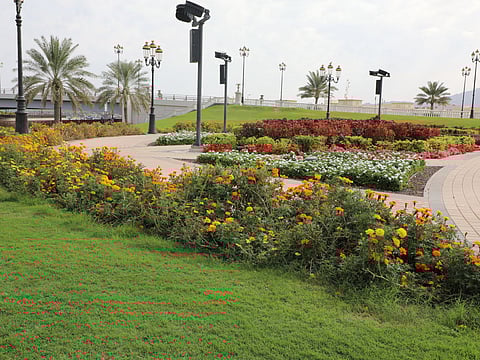 Dibba Al-Hisn blooms with nearly 230,000 new flowers