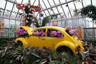 Orchids adorn a vintage Volkswagen Beetle as final touches are added ahead of the 12th annual Orchid Show at the Chicago Botanic Garden, transforming the greenhouses into a colourful retro spectacle.