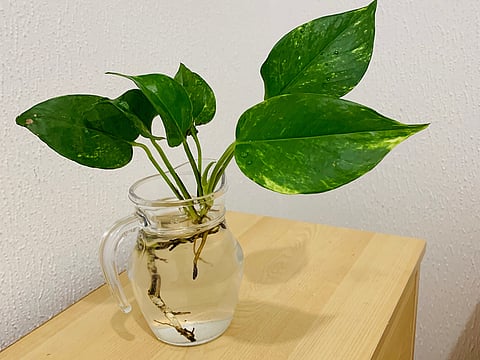 Placed in bottles that once held something else and thriving in water alone, the money plant turns ordinary containers into something decorative.