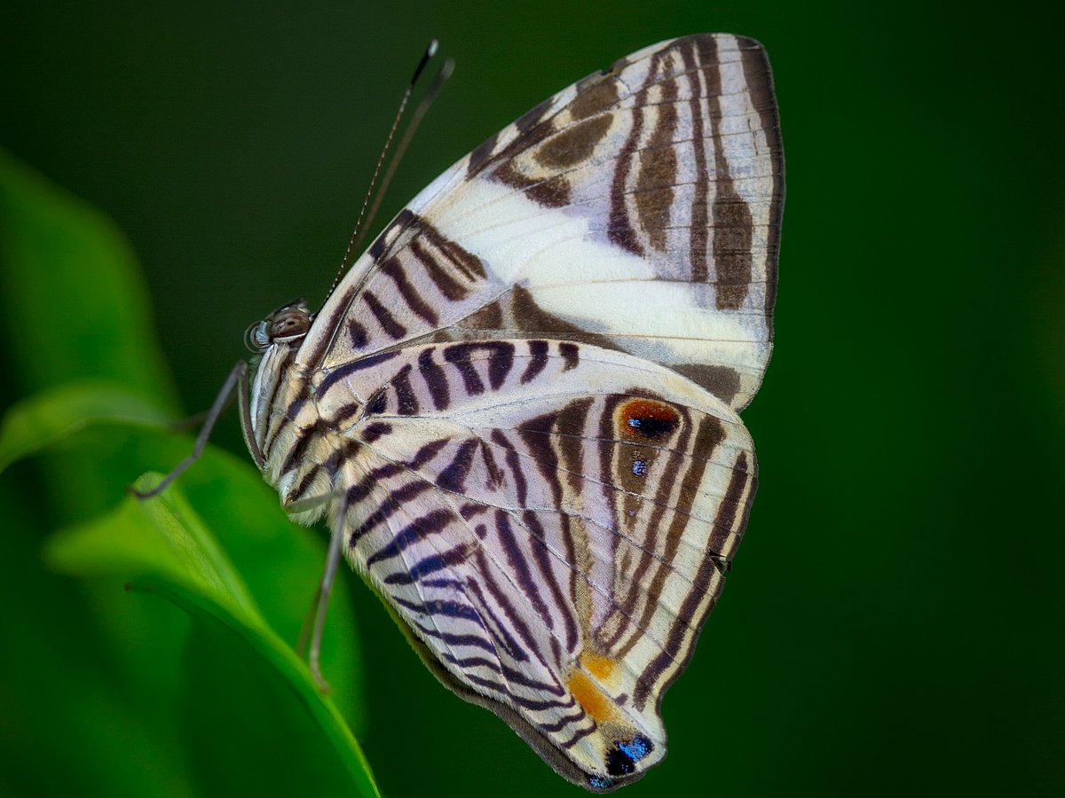 Key outcomes highlighted the need to boost regional capacity in biodiversity assessment and the management of invasive alien species. 