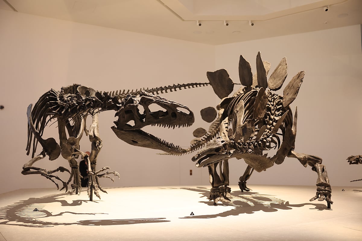 Dinosaur skeletons from the Jurassic Period on display at the Abu Dhabi Natural History Museum, recreating a dramatic prehistoric encounter.