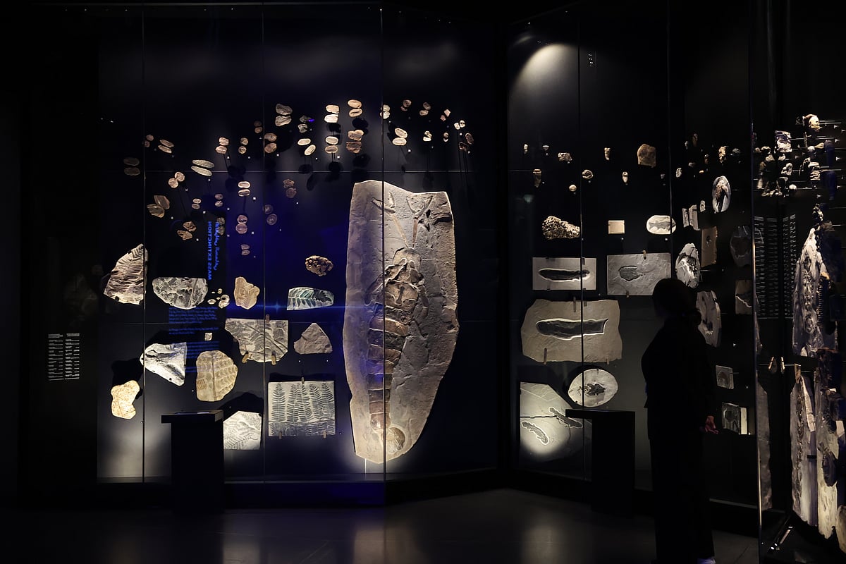 Explore Time at Abu Dhabi's Natural History Museum: A Journey Through  Earth's Story