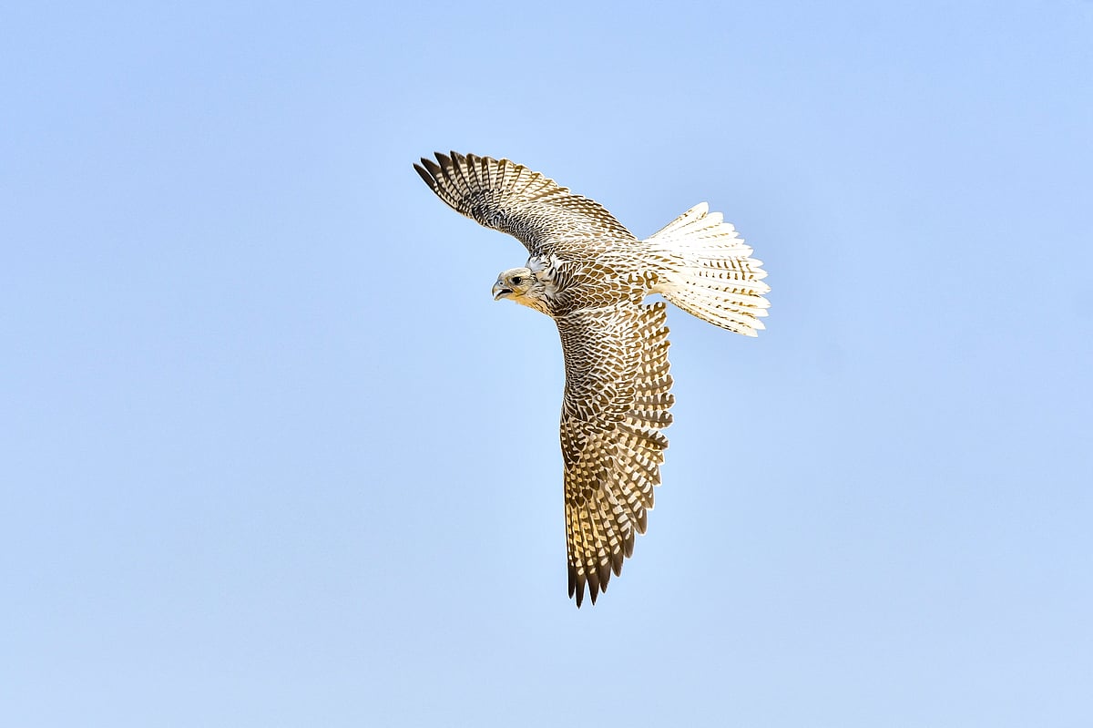 Falcon Hunting at Open Masters Games Abu Dhabi 2026