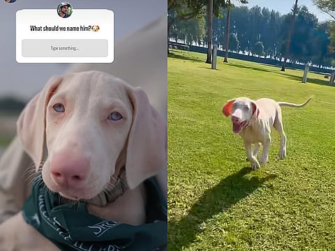 Sheikh Hamdan’s adorable new pup finally has a name, thanks to 17 million Instagram followers