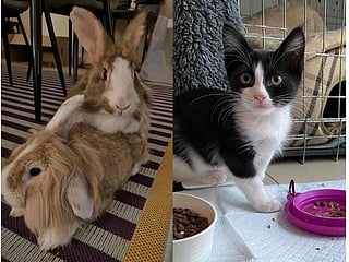 Left: Romeo and Juliet, two rabbits abandoned, and Right: Houdini, aved from inside a truck engine with great and now in a loving home.
