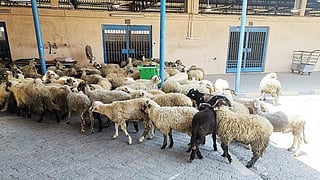 Najdi, Nuaimi and Australian breeds compared as demand climbs.