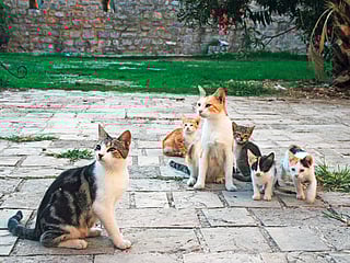 UAE rescuer envisions self-sustaining cat sanctuary