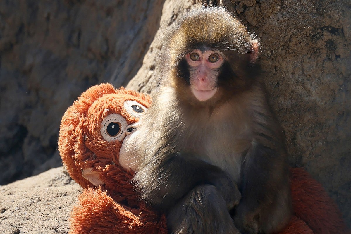Punch the Baby Monkey and His Toy: A Heartwarming Tale of Resilience