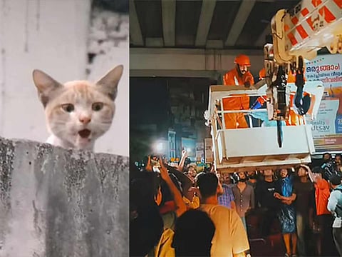 ''Subhash', the stranded cat is being rescued.