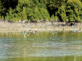 New guide boosts mangrove protection in Gulf region