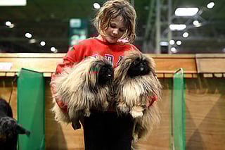 Young handler Rosalie hugs her Pekingese dogs, Angelica and Valentino, on the first day of the Crufts dog show at the National Exhibition Centre in Birmingham, central England.