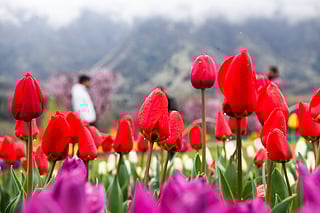 A stunning view of colourful tulips in full bloom at the Indira Gandhi Memorial Tulip Garden in Srinagar, Asia’s largest tulip garden, set against the scenic Zabarwan mountain range.