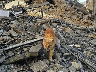 A stray cat seeks its way amidst the rubble at the site of an Israeli airstrike that targeted the Haret Hreik neighbourhood in the southern suburbs of the Lebanese capital Beirut on March 9, 2026.