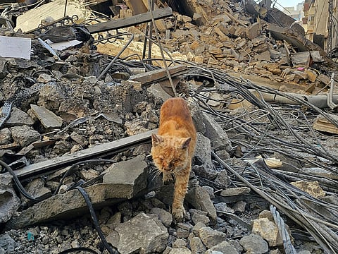 A stray cat seeks its way amidst the rubble at the site of an Israeli airstrike that targeted the Haret Hreik neighbourhood in the southern suburbs of the Lebanese capital Beirut on March 9, 2026.