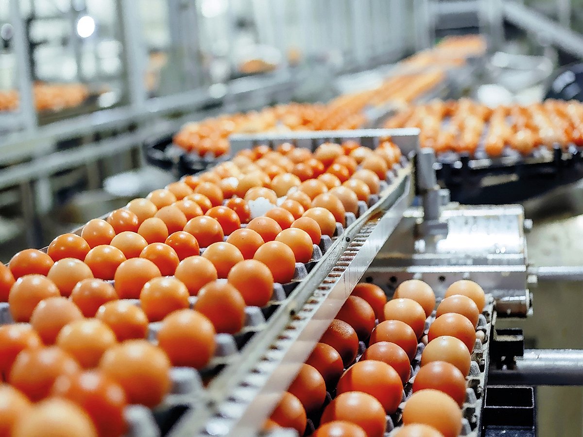 Poultry Day, observed on March 19, celebrates innovation and growth in the poultry sector while highlighting the nutritional benefits of including eggs and chicken in a staple diet.