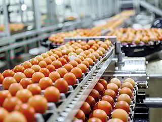 Poultry Day, observed on March 19, celebrates innovation and growth in the poultry sector while highlighting the nutritional benefits of including eggs and chicken in a staple diet.