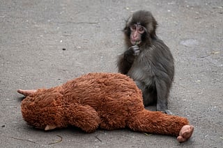 A seven month-old male Japanese macaque monkey named Punch, who was abandoned by his mother shortly after birth, sits with a stuffed orangutan toy at Ichikawa City Zoo and Botanical Gardens in Ichikawa, Chiba Prefecture on March 18, 2026.