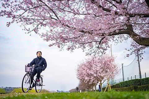 Cherry blossoms draw crowds as they approach full bloom in Tokyo