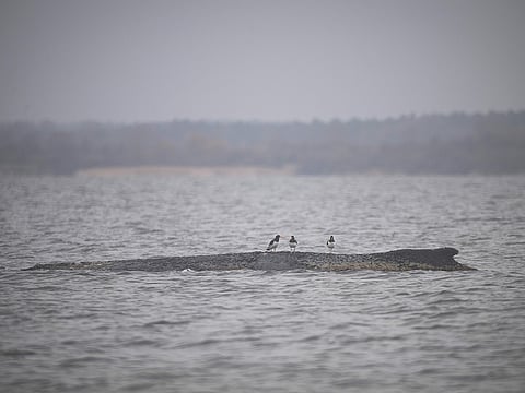 Three water birds sit on the stranded humpback whale in the Wismar Bay near Wismar, Germany, Sunday, March 29, 2026. 