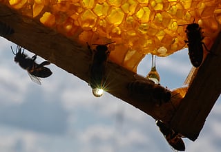 UAE beekeepers win 29 prestigious awards at PIHA 2026