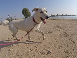 Supporting animal welfare during a time of uncertainty