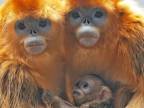Rare birth of endangered golden monkey in Belgium