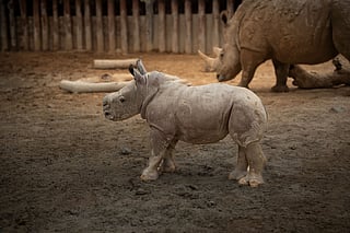 The southern white rhino is classified as 'near threatened' by the IUCN with approximately 15,700 remaining in the wild.