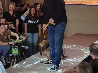 Cherry, a tiny rescue in a wheelchair walking the runway