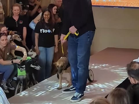 Cherry, a tiny rescue in a wheelchair walking the runway