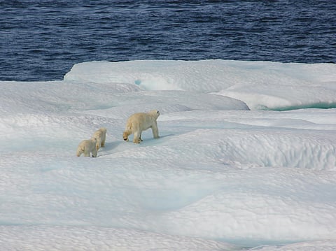 UAE joins Svalbard Treaty in Norway to support Arctic Research & Cooperation