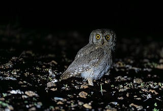Fujairah rescues rare Pallid Scops Owl, releases it into Wadi Wurayah National Park