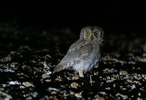 Fujairah rescues rare Pallid Scops Owl, releases it into Wadi Wurayah National Park