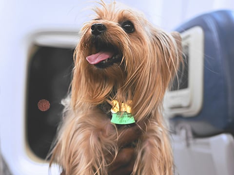 Flying out of Dubai with a pet? You need to know this