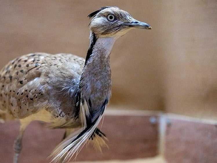 The houbara bustard is closely linked to falconry, an important part of Emirati heritage