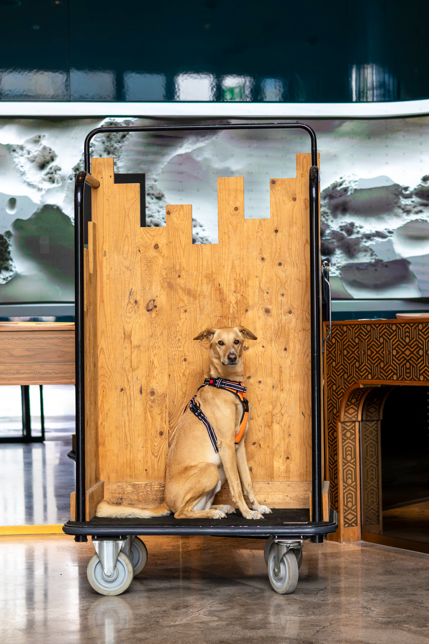 Sawyer the saluki a UAE story about second chances