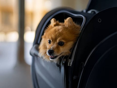 Etihad remains the only airline in the UAE to offer pets the option to travel in the cabin