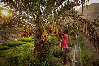 A worker picks dates off a date palm at a grove in the Gulf emirate of Fujairah on July 3, 2025.