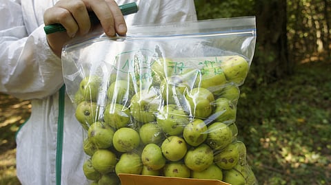 NYU Abu Dhabi study reveals how wild apple trees shaped modern apples and sustainable agriculture