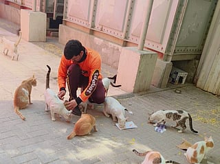 Kaleem Gul with stray cats 